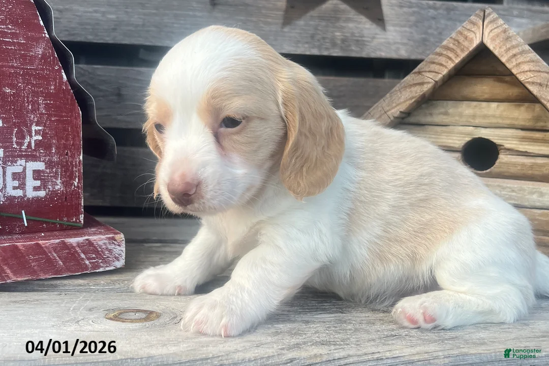 Miniature Dachshund dogs for sale: Molly - Ad 2