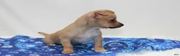 Chihuahua dogs for sale: Chihuahua 1 - Ad 3