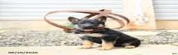 German Shepherd dogs for sale: Lacey - Ad 4