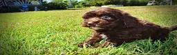 Havapoo dogs for sale: Jolene-LABOR DAY SALE-TAKE $100 OFF!!! - Ad 13