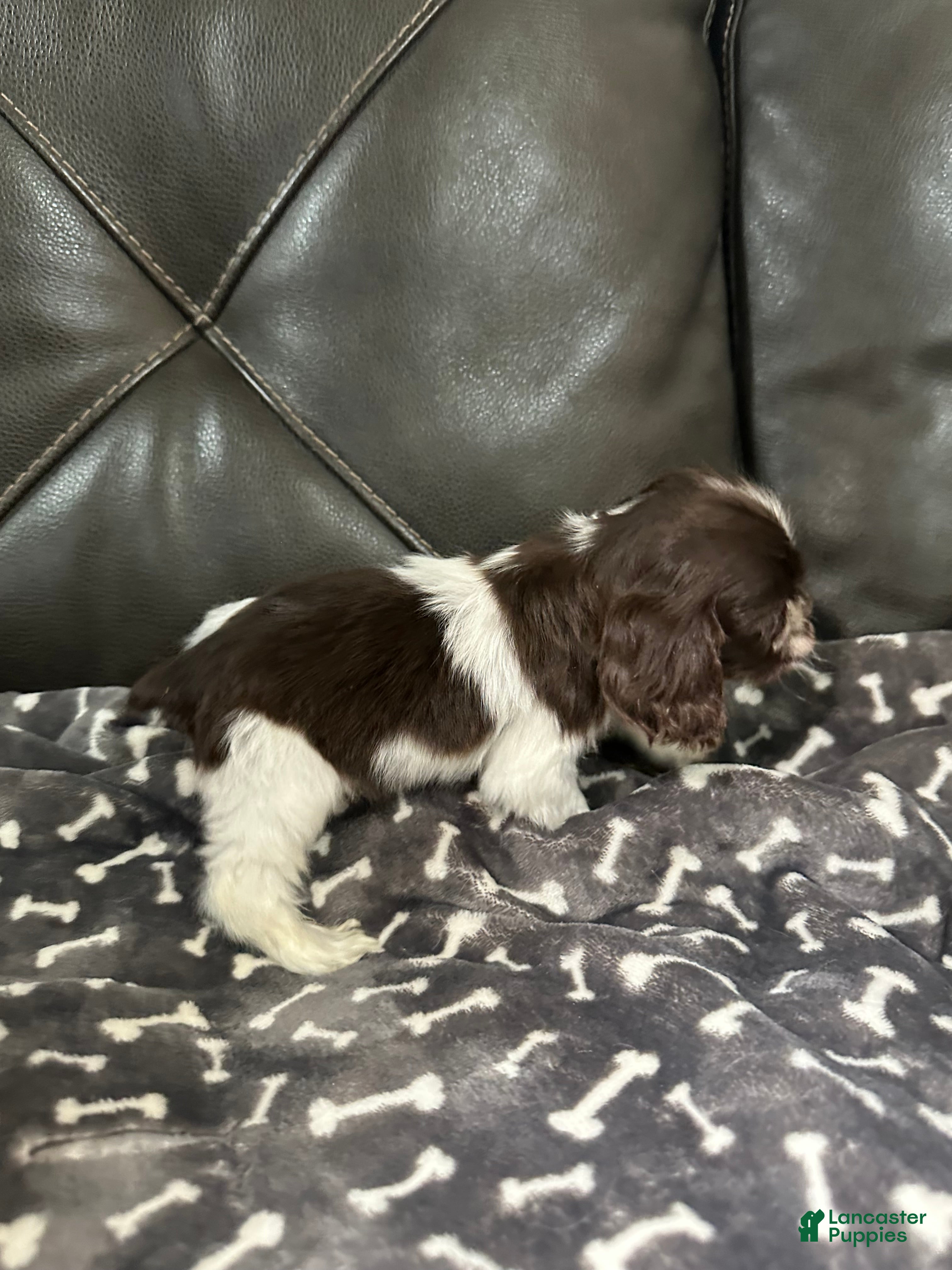 Cocker Spaniel dogs Pluto - Ad 21