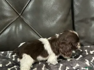 Cocker Spaniel dogs Pluto - Ad 21