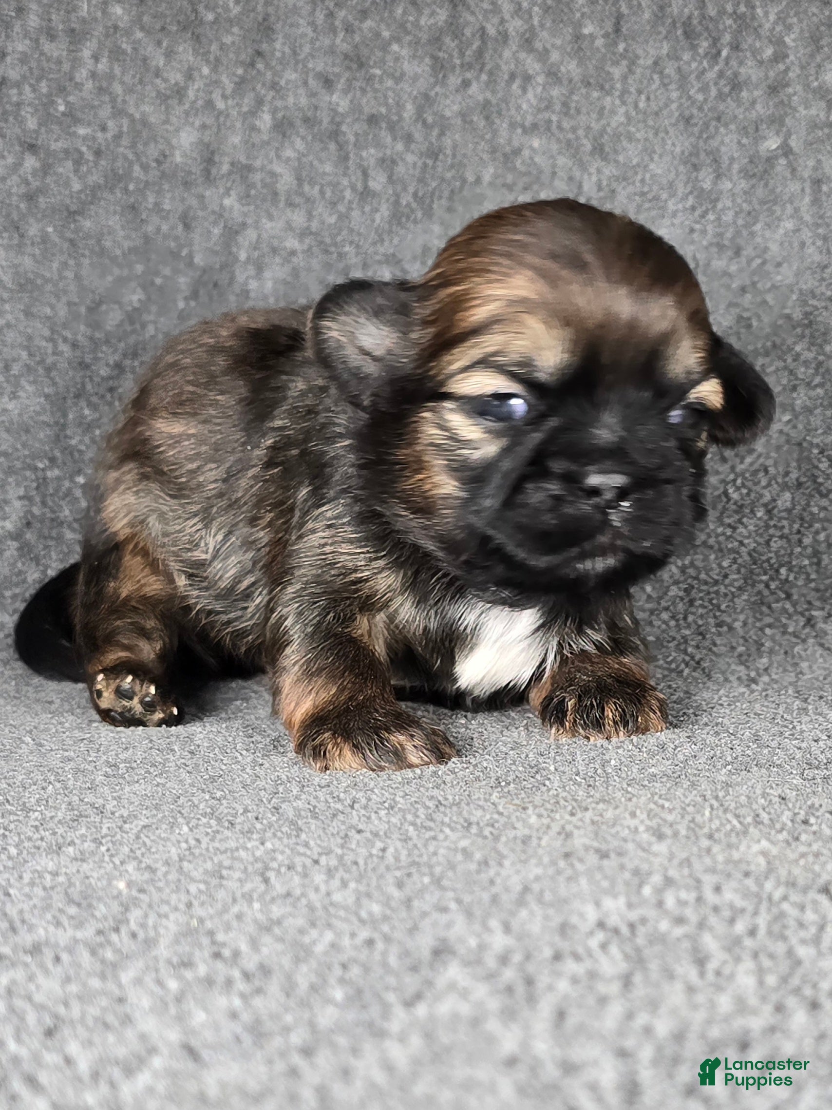 Shih Tzu dogs for sale: Shih Tzu Puppy 3 - Ad 1