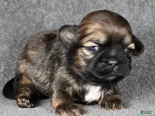 Shih Tzu dogs for sale: Shih Tzu Puppy 3 - Ad 1