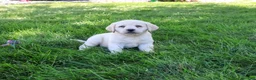Labrador Retriever dogs for sale: Bubbles - Ad 3