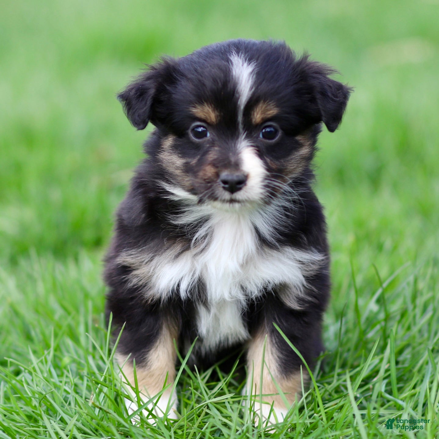 Miniature Australian Shepherd dogs Janis - Ad 1