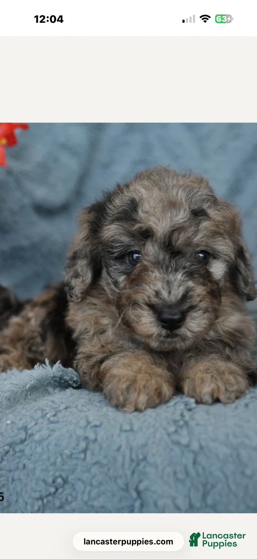 Toy Poodle dogs Mini poodle 10 weeks old  - Ad 5