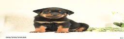 Rottweiler dogs for sale: Chip - Ad 3