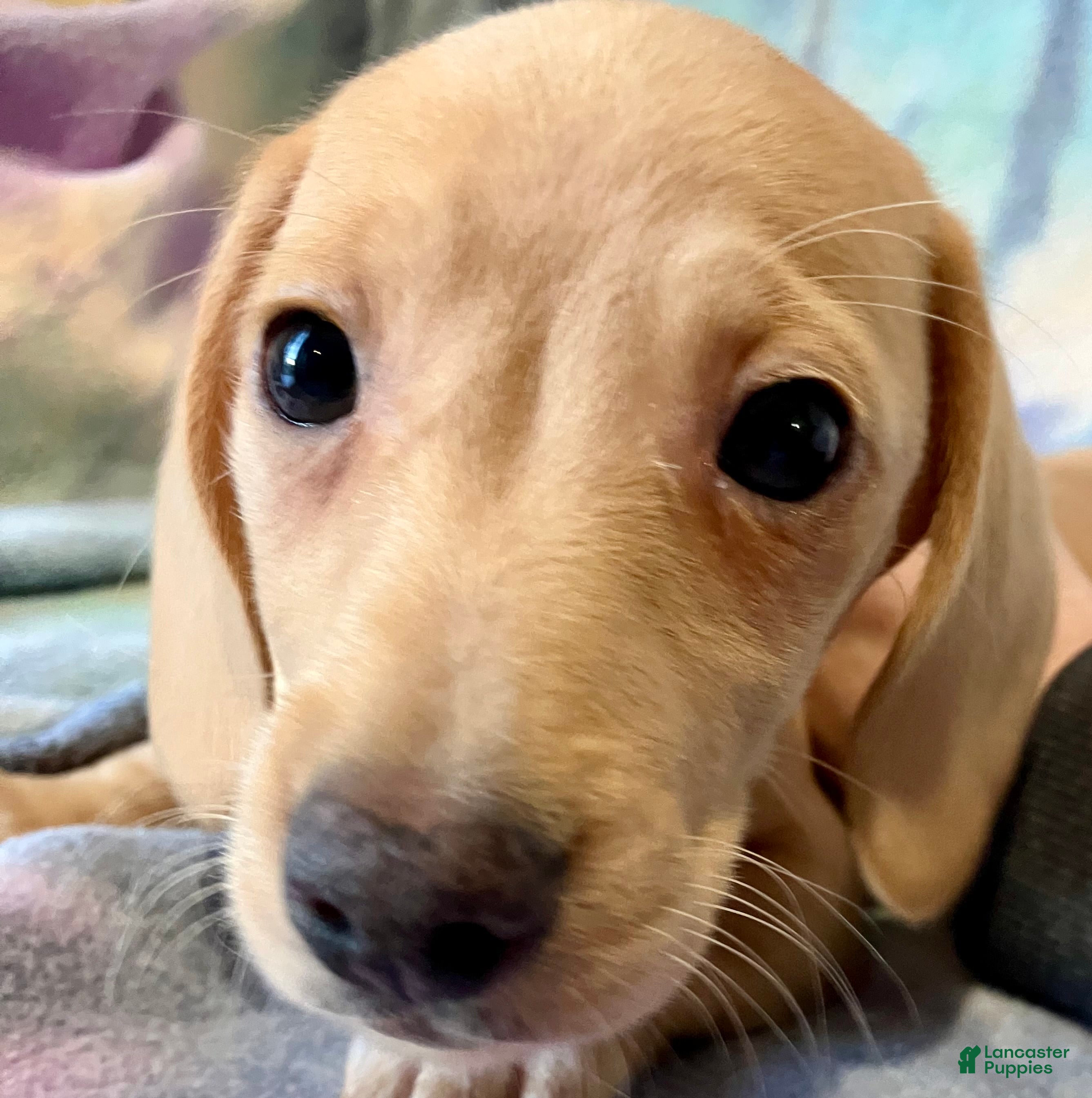 Miniature Dachshund dogs Blanche of Devereaux - Ad 17