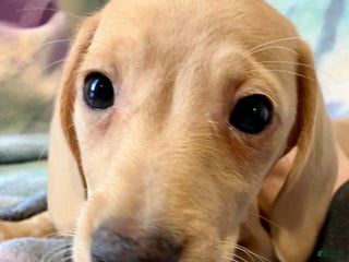 Miniature Dachshund dogs Blanche of Devereaux - Ad 17