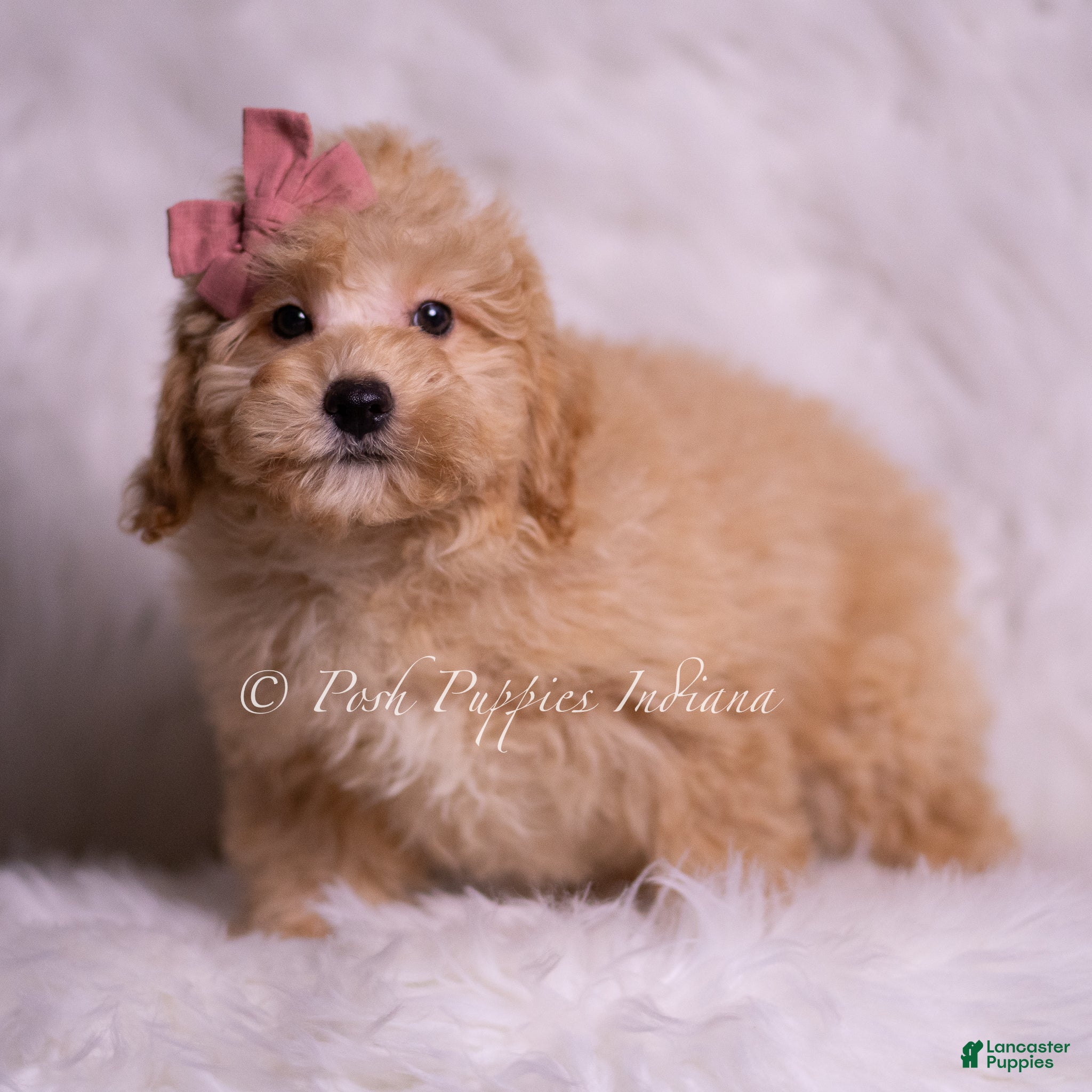Mini Goldendoodle dogs Lina - Ad 40