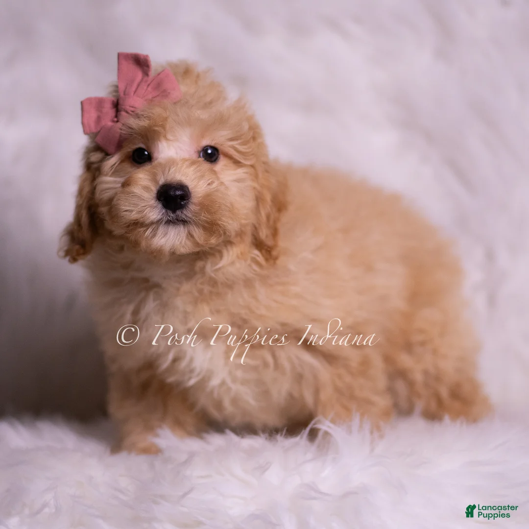 Mini Goldendoodle dogs for sale: Lina - Ad 1
