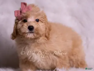 Mini Goldendoodle dogs Lina - Ad 27