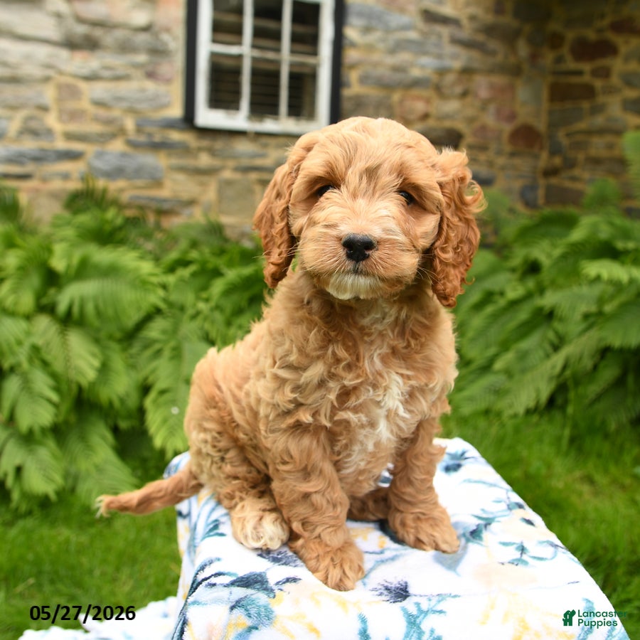 Cockapoo dogs Dobby - Ad 1