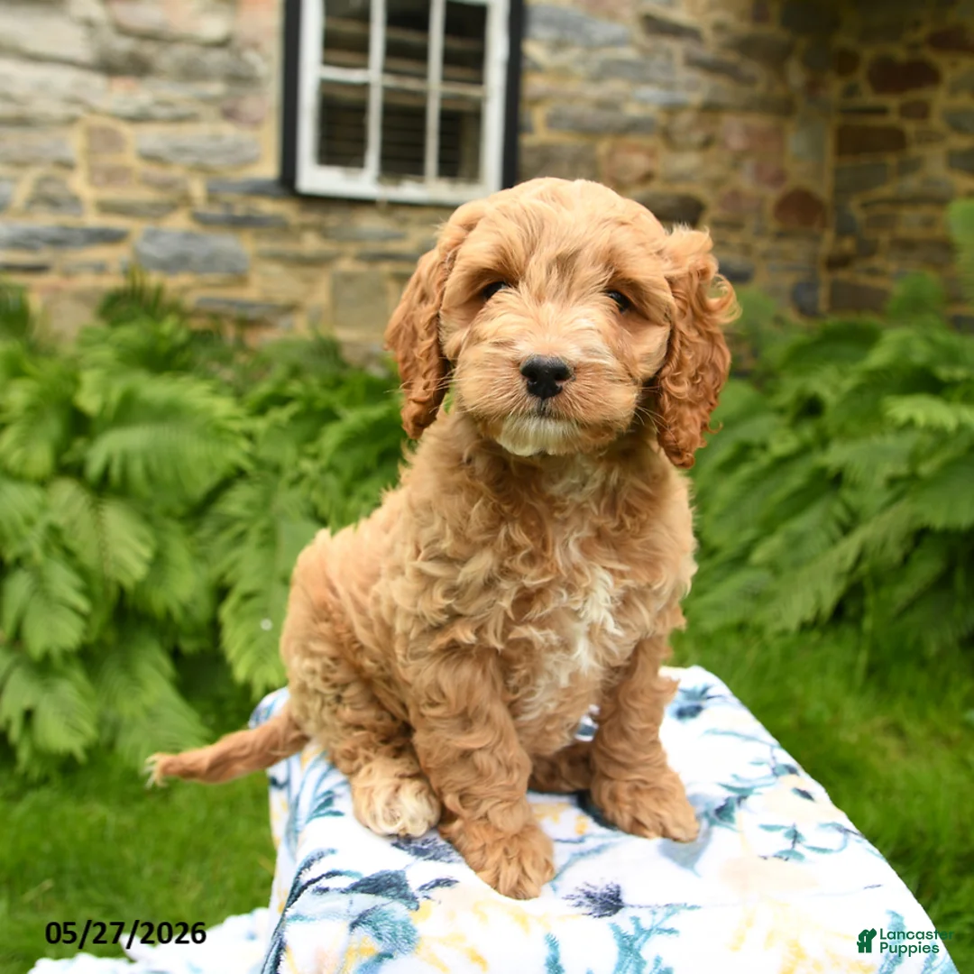 Cockapoo dogs for sale: Dobby - Ad 1
