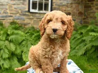 Cockapoo dogs for sale: Dobby - Ad 3