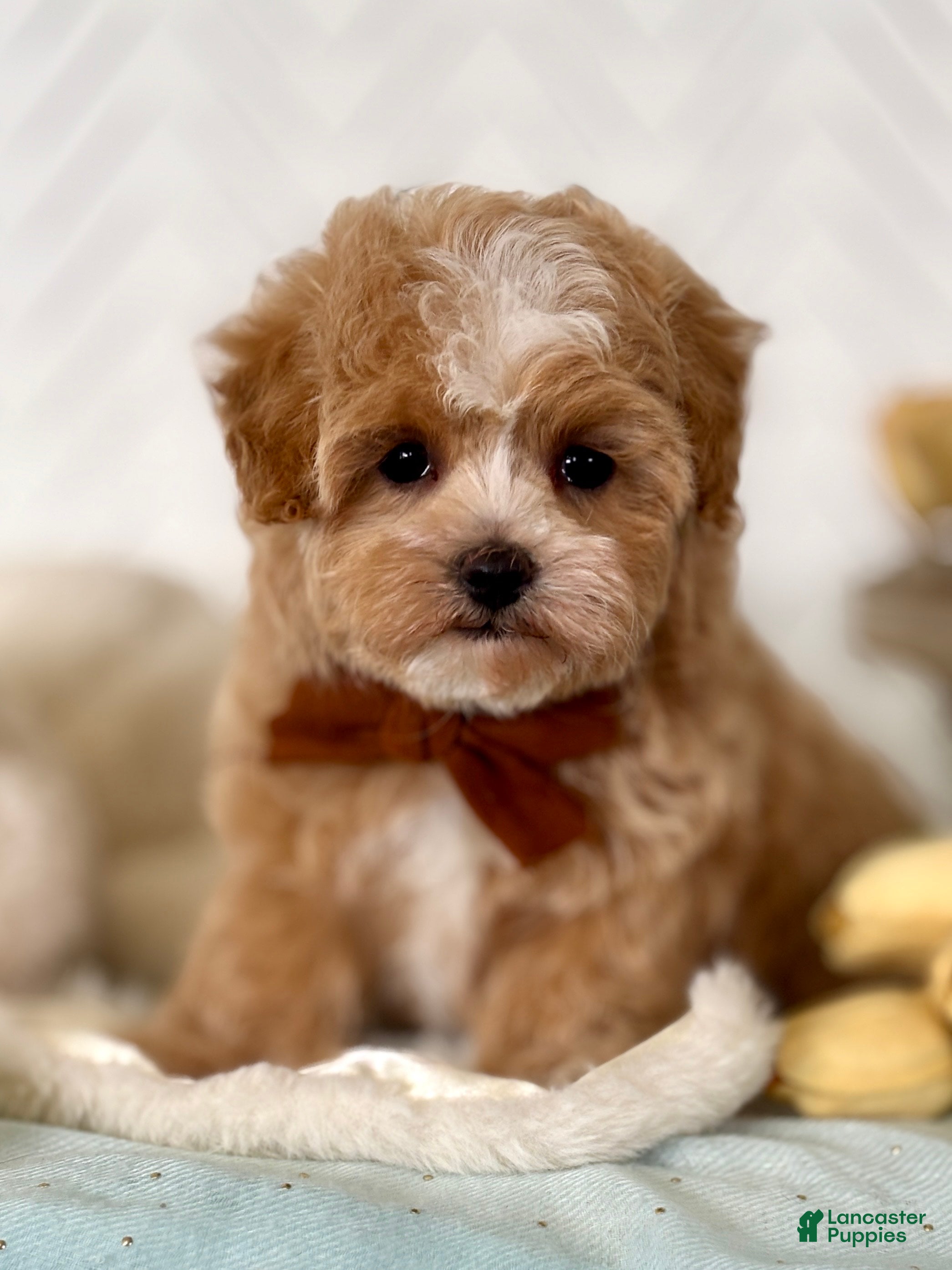 Maltipoo dogs Thumper Maltipoo Puppy  - Ad 1