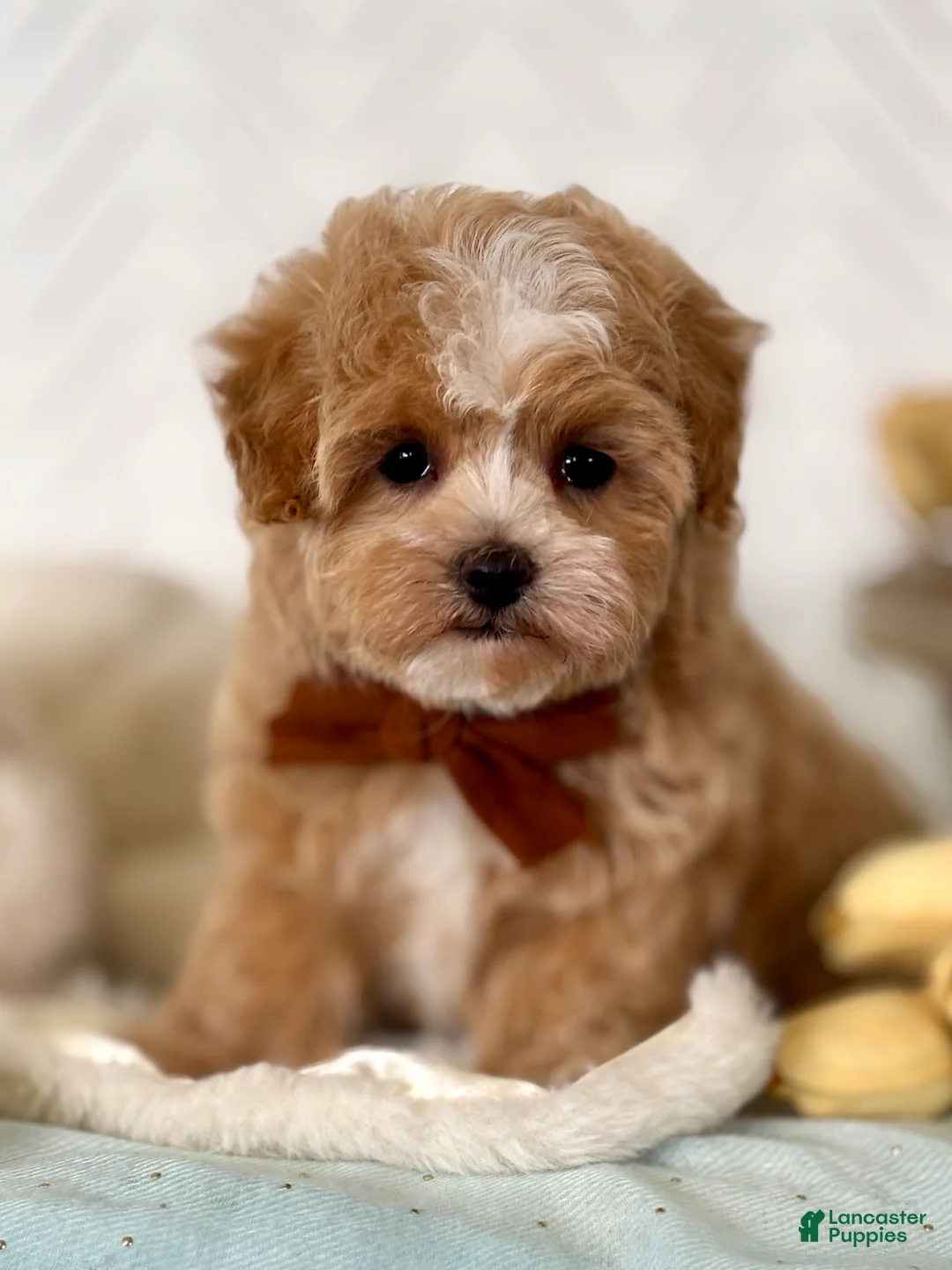 Maltipoo dogs for sale: Thumper Maltipoo Puppy  - Ad 1