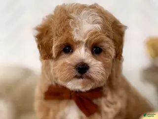 Maltipoo dogs for sale: Thumper Maltipoo Puppy - Ad 3