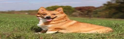 Welsh Corgi Pembroke dogs for sale: Ramona - Ad 21
