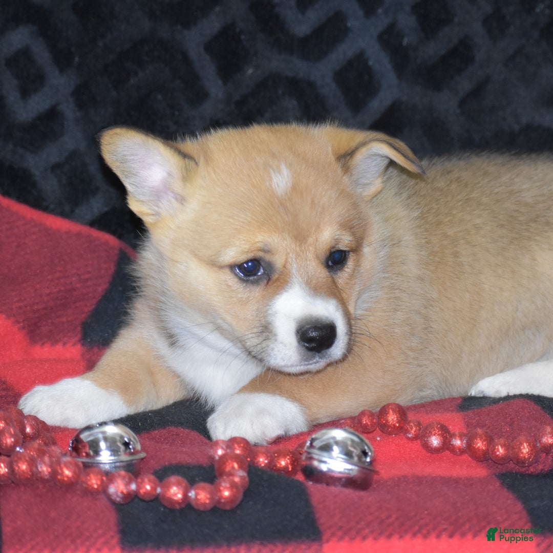 Welsh Corgi Pembroke dogs for sale: Milkyway - Ad 12