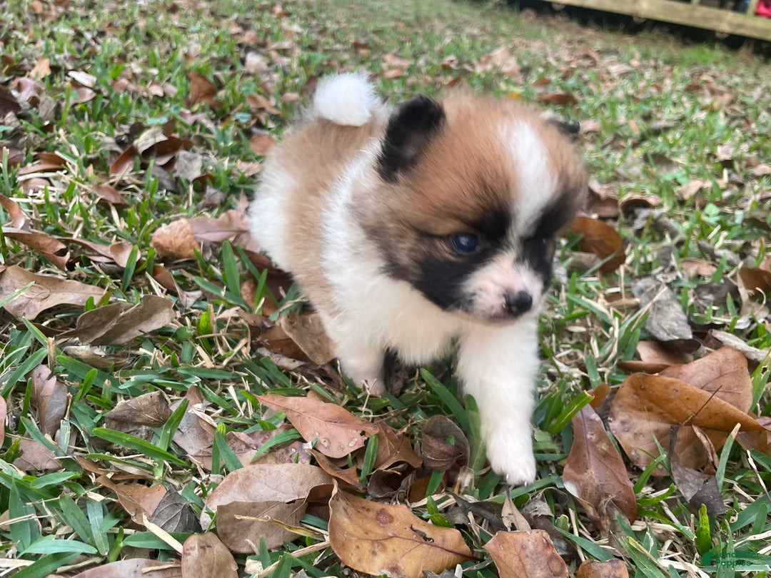 Pomeranian dogs for sale: Pomeranian Puppy 2 - Ad 8
