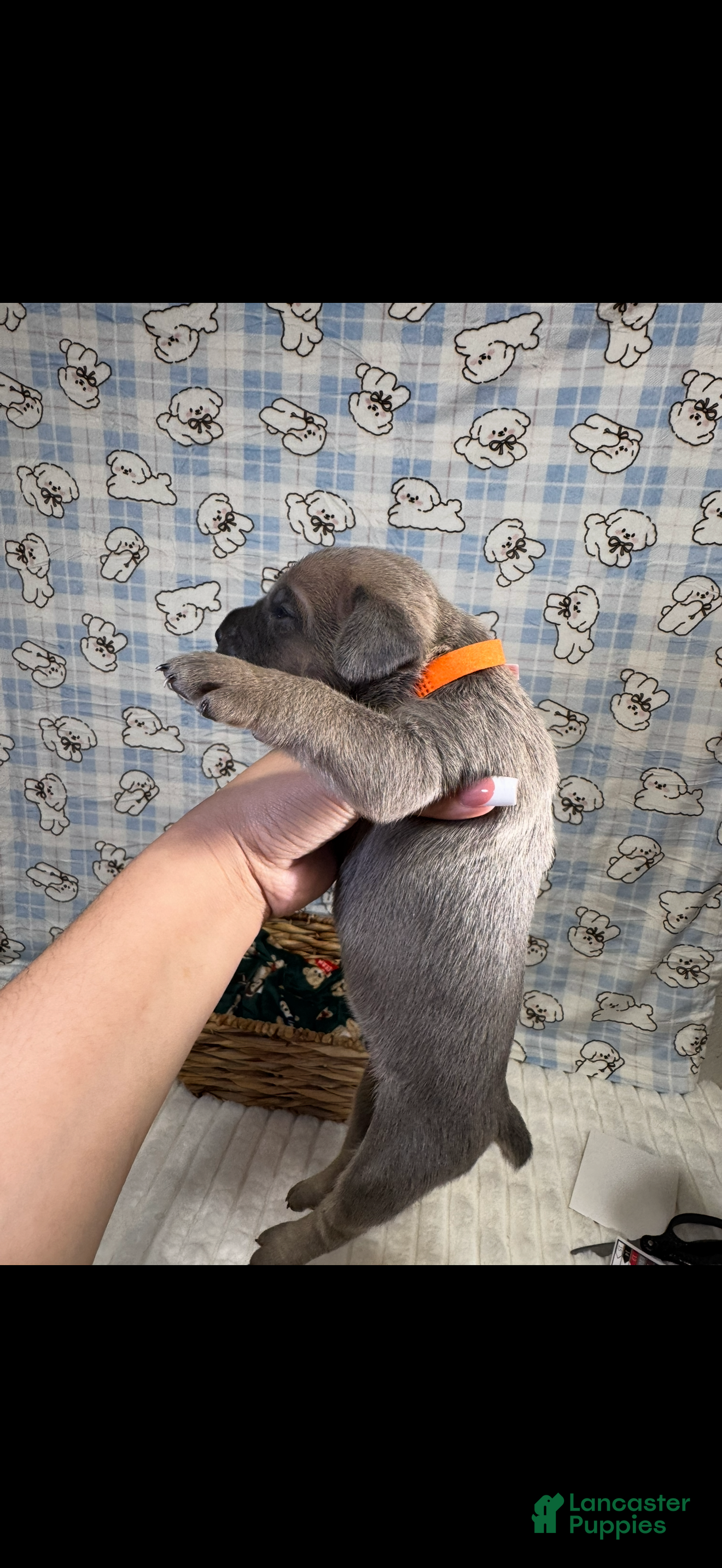Cane Corso dogs tony-orange collar  - Ad 1