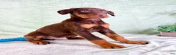 Doberman Pinscher dogs for sale: AKC Anubis - Ad 5