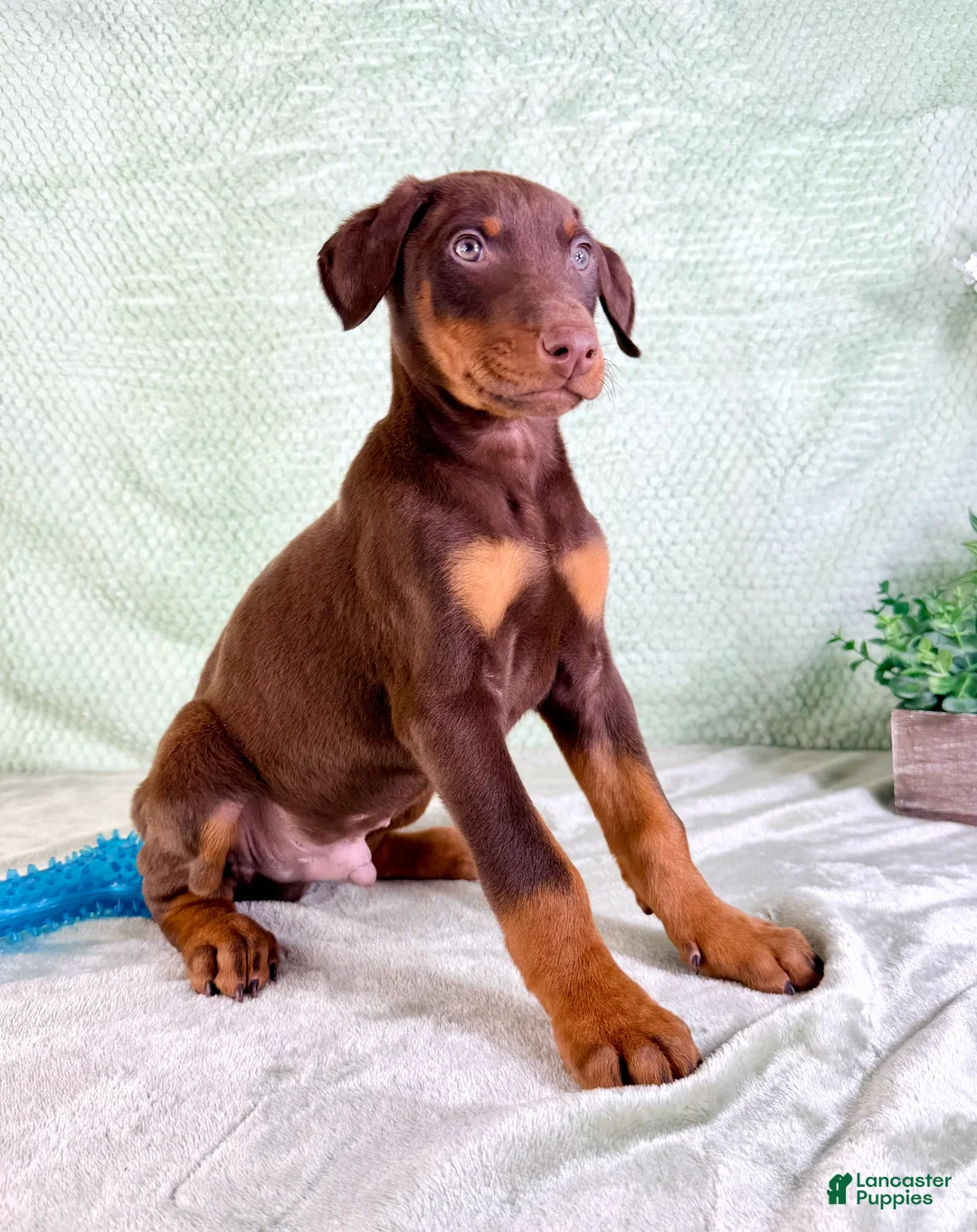 Doberman Pinscher dogs for sale: AKC Anubis - Ad 5