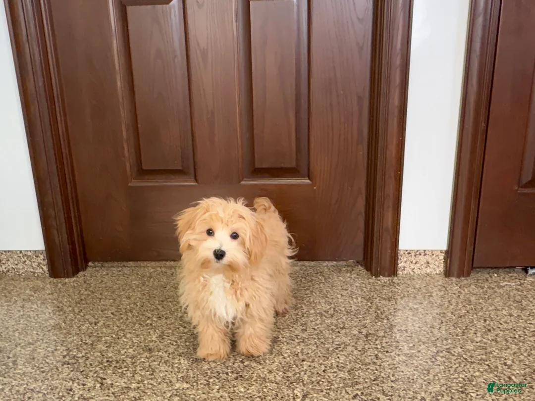 Maltipoo dogs for sale: Drew - Ad 3