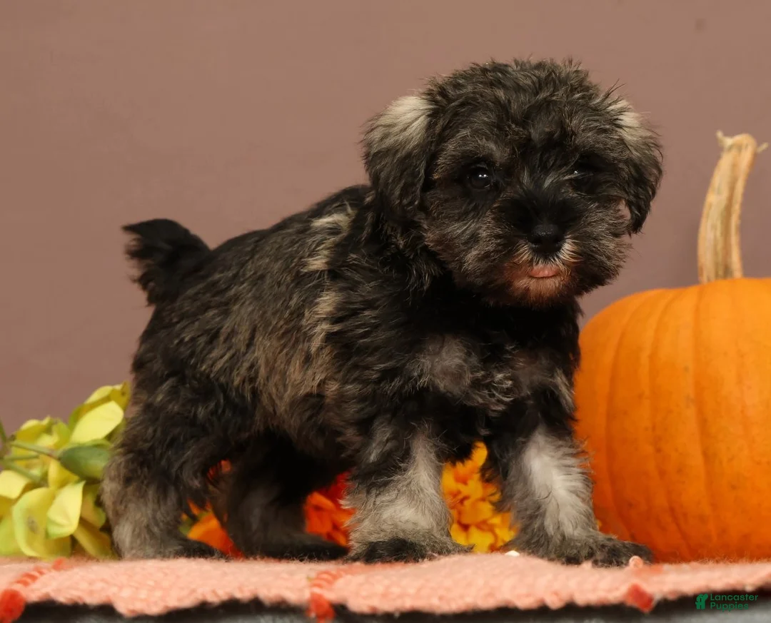 Miniature Schnauzer dogs for sale: Abilene - Ad 1