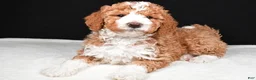 Mini Goldendoodle dogs for sale: Ethan - Ad 5