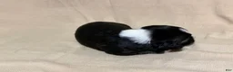 Mixed Breed dogs for sale: Benny  - Ad 3