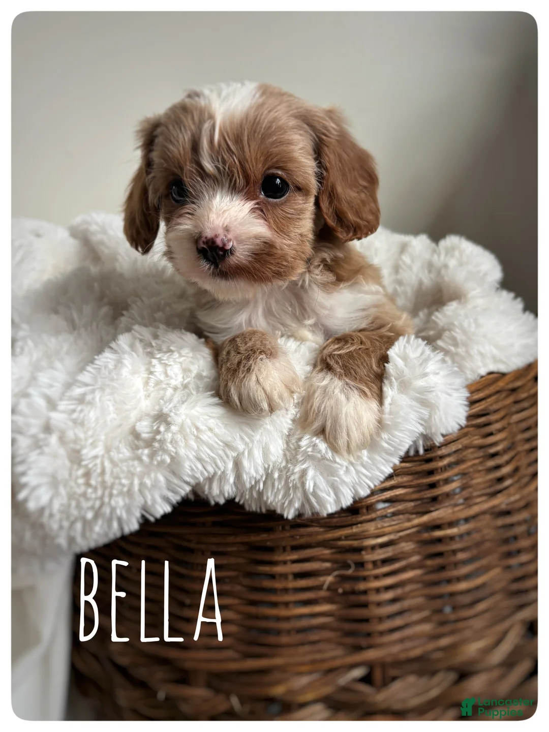 Cavapoo dogs for sale: Bella - Ad 2