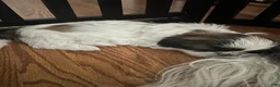Shih Tzu dogs for sale: Shih Tzu 1 - Ad 7