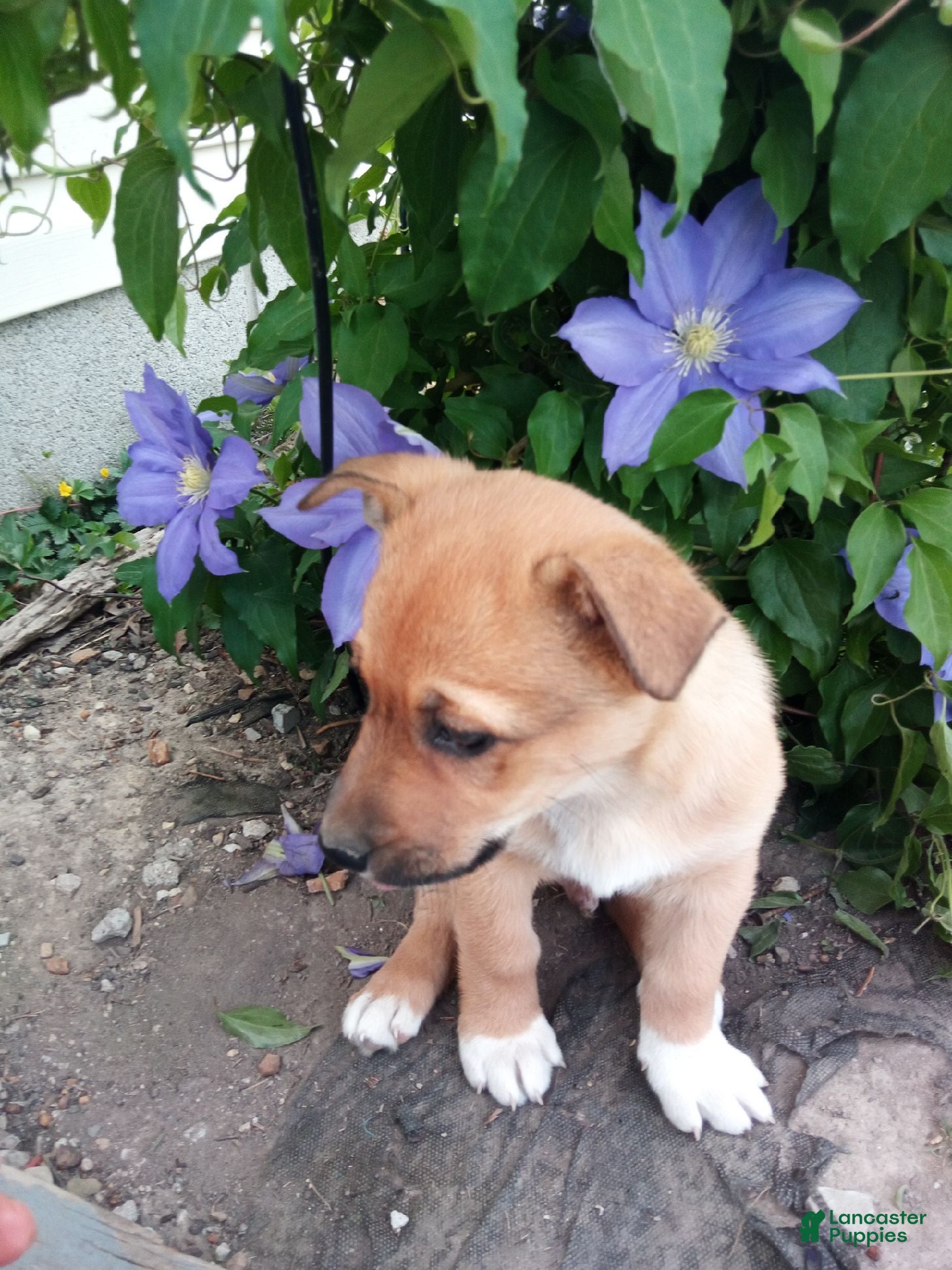 Mixed Breed dogs Mixed Breed Puppy 2 - Ad 8