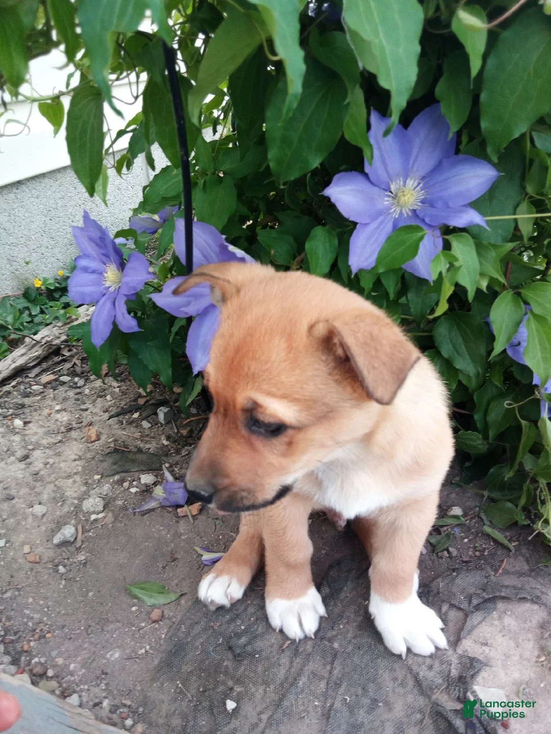 Mixed Breed dogs for sale: Mixed Breed Puppy 2 - Ad 1