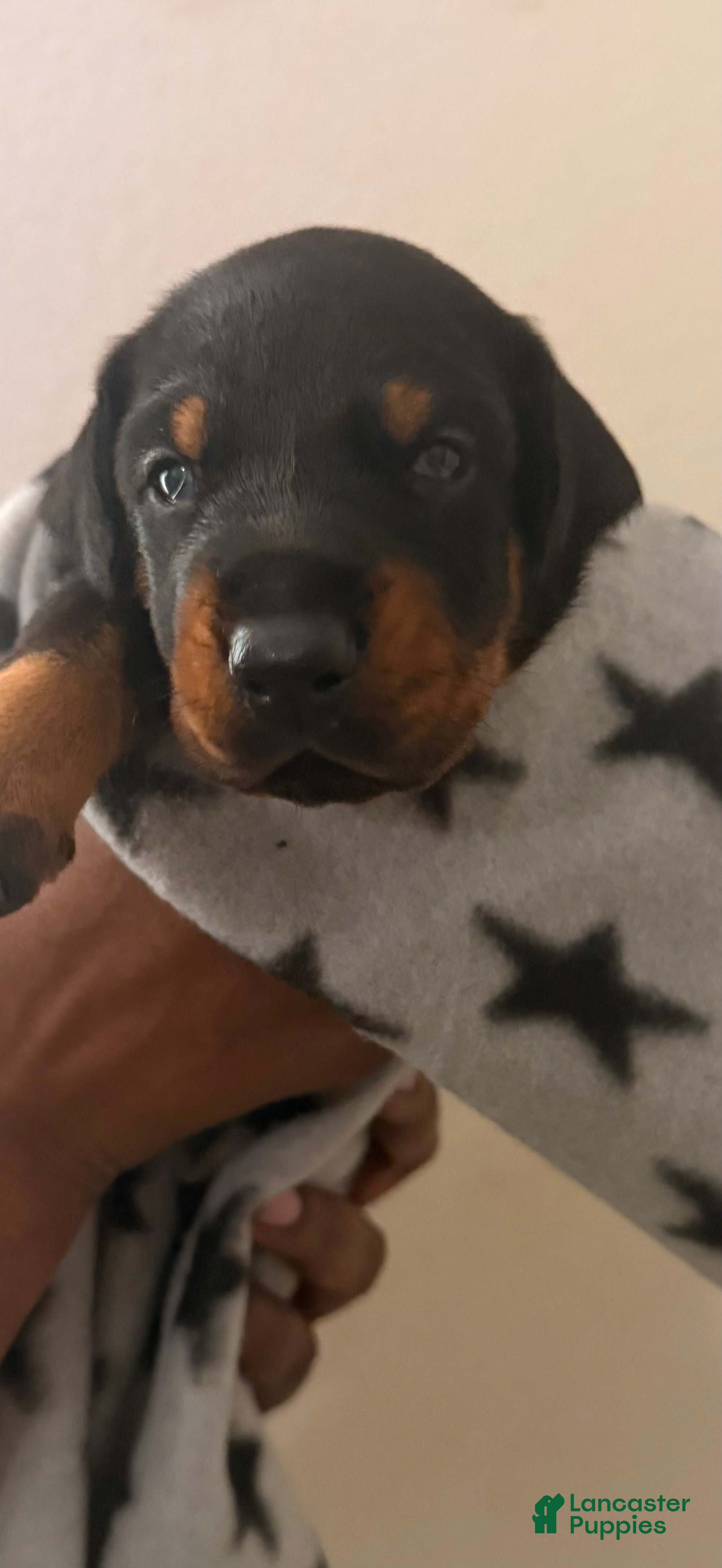 Doberman Pinscher dogs Phoenix-Grey Collar - Ad 24