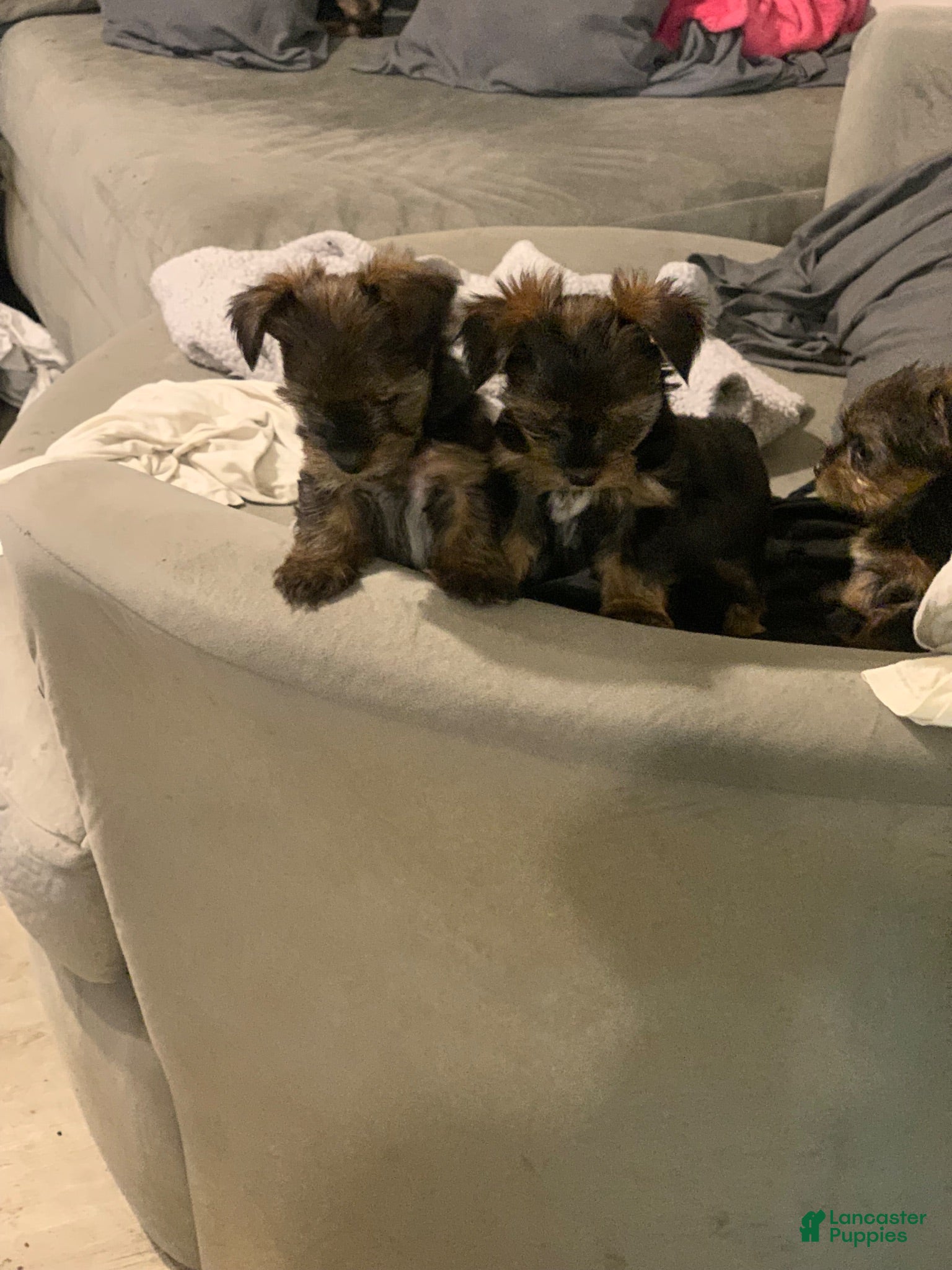 Yorkshire Terrier dogs Yorkshire Terrier 2 - Ad 1