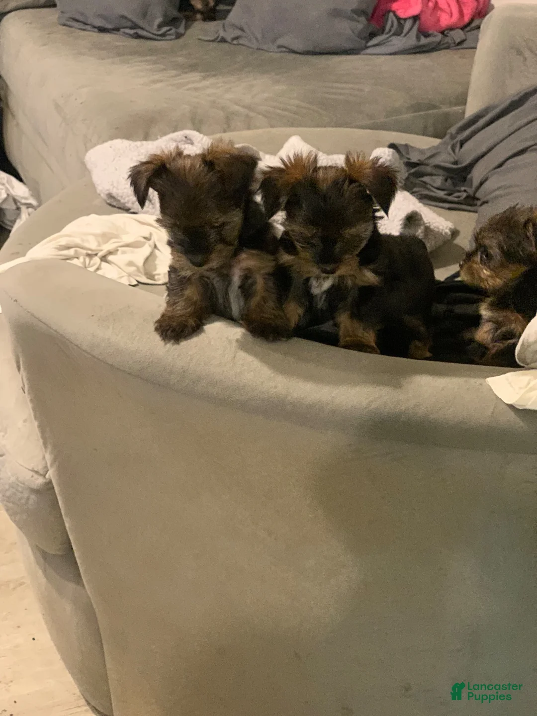 Yorkshire Terrier dogs for sale: Yorkshire Terrier 2 - Ad 1