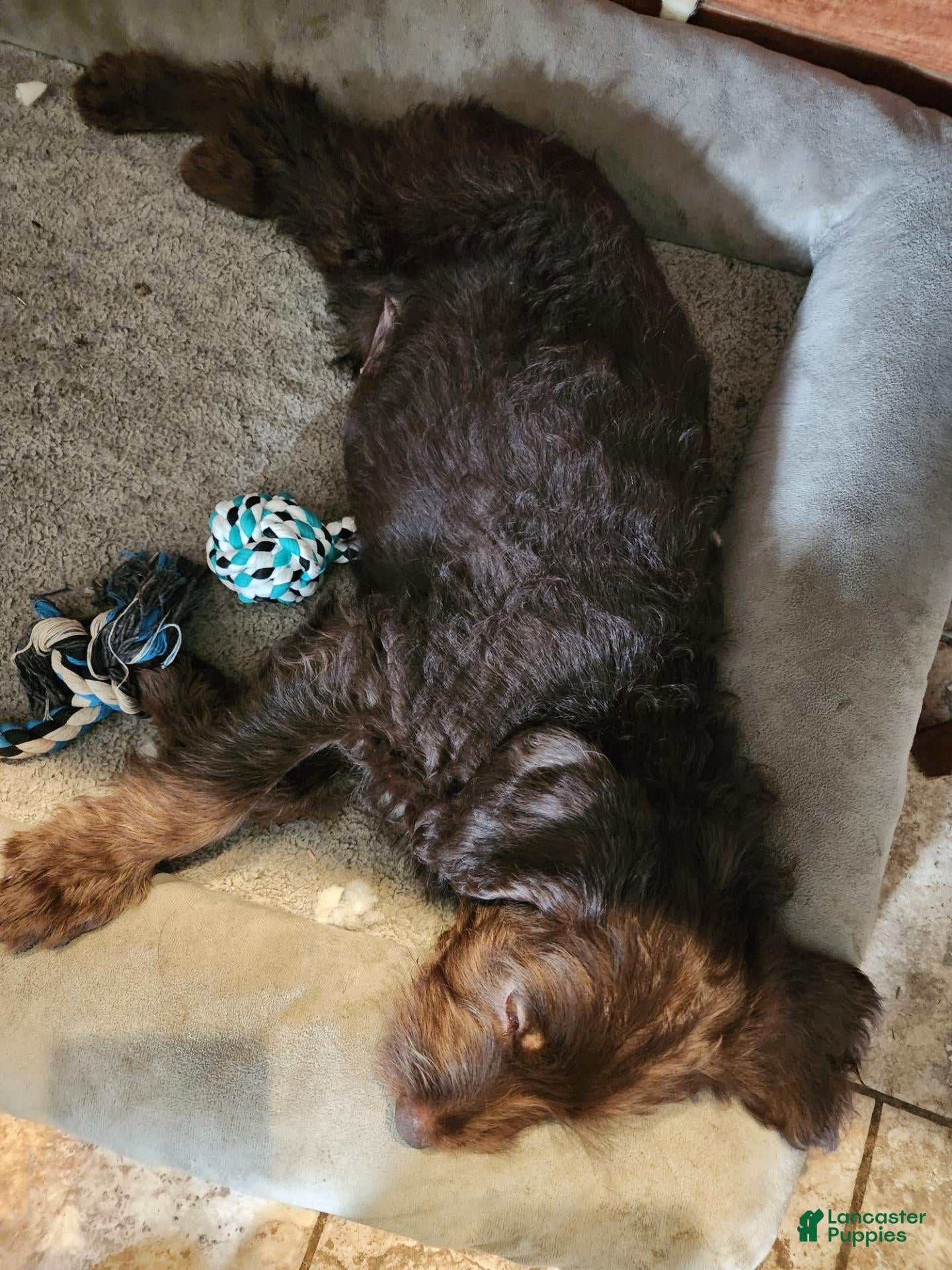 Labradoodle dogs for sale: Labradoodle chocolate black collar - Ad 2