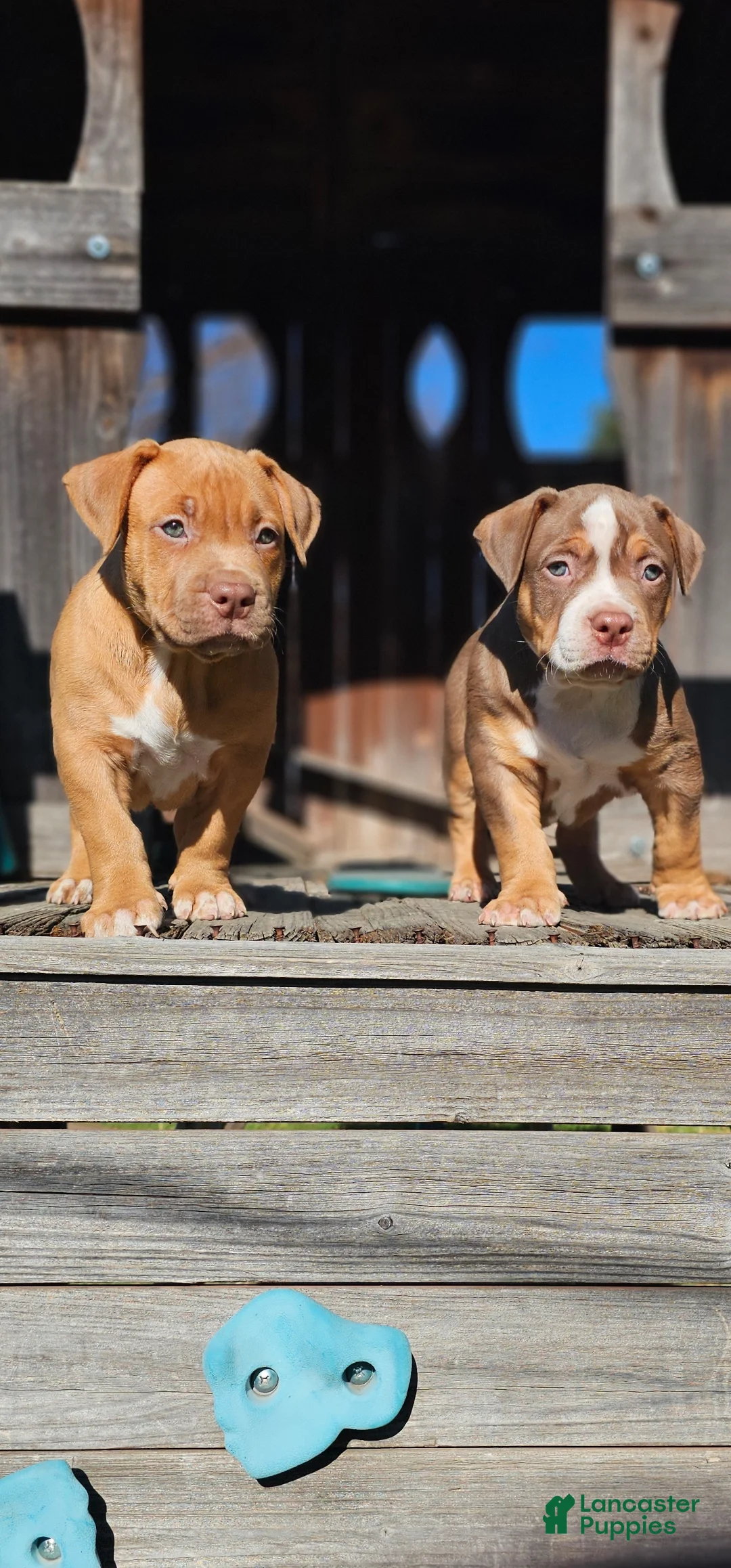 American Bully dogs for sale: American Bully Puppy 1 - Ad 5
