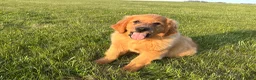 Golden Retriever dogs for sale: Duke - Ad 9