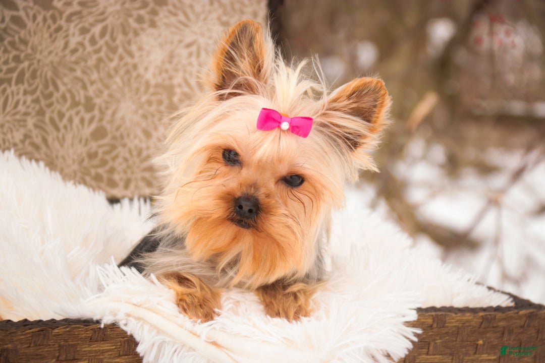 Yorkshire Terrier dogs for sale: Megan - Ad 5