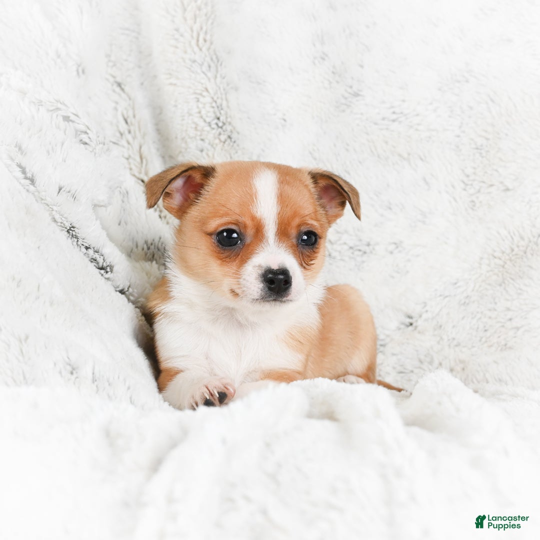 Chihuahua dogs for sale: Teddy - Ad 5