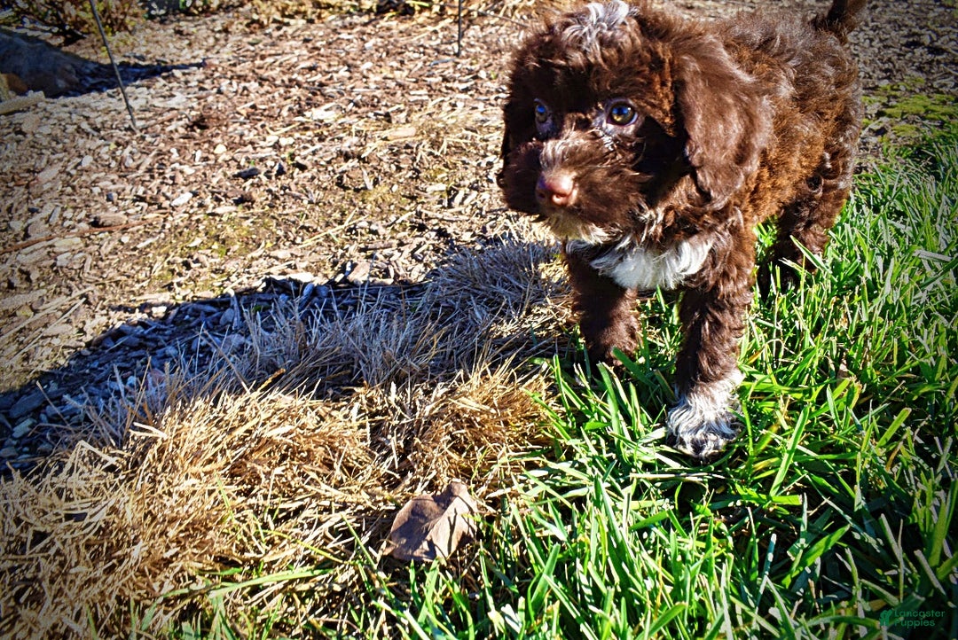 Havapoo dogs for sale: Sunny - Ad 12