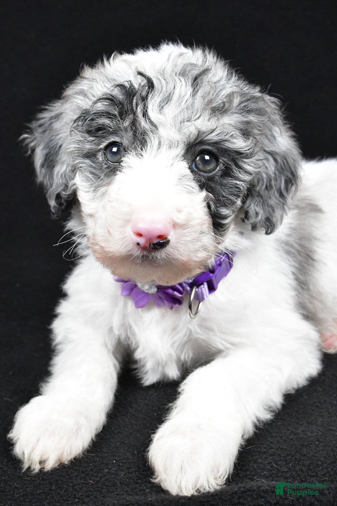Sheepadoodle dogs for sale: Clover - Ad 5