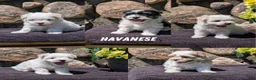 Havanese dogs for sale: Talia - Ad 9