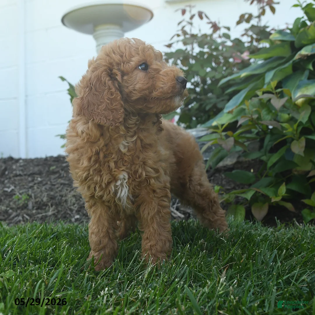Mini Goldendoodle dogs for sale: Napoleon - Ad 5