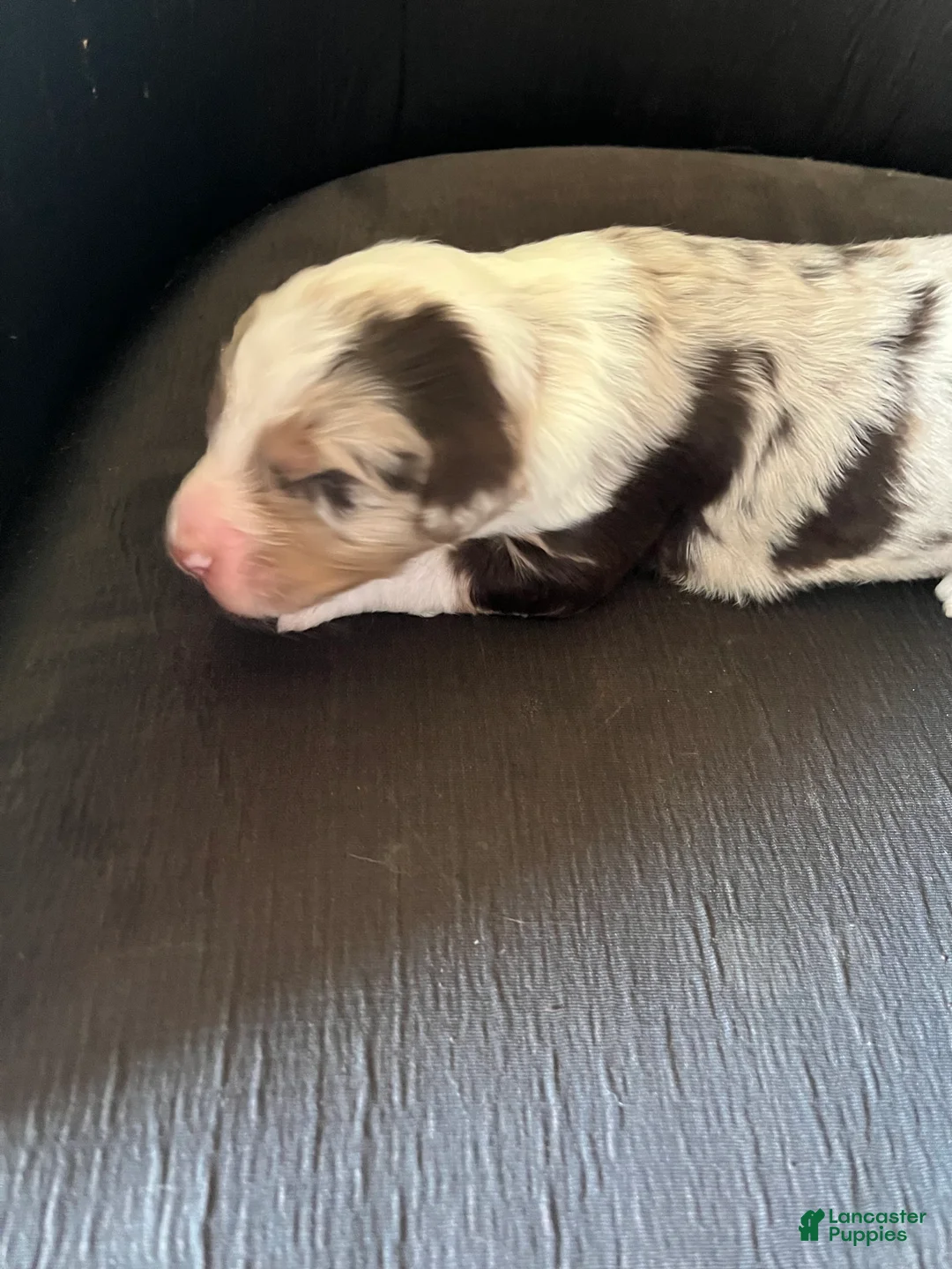 Aussiedoodle dogs for sale: Aussiedoodle Puppy 1 - Ad 1